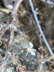 Pelargonium alternans