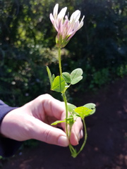Trifolium clypeatum