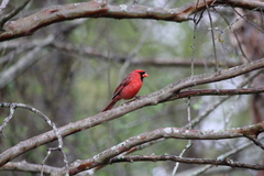 Cardinalis cardinalis
