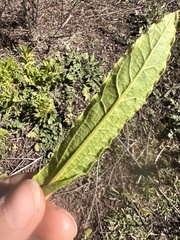 Pseudognaphalium californicum