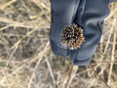 Helianthus mollis