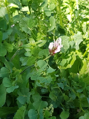 Trifolium clypeatum