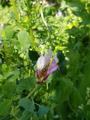 Trifolium clypeatum