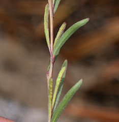 Gayophytum diffusum