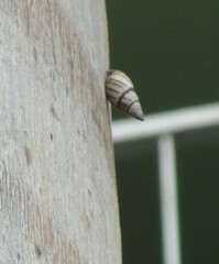 Drymaeus multilineatus