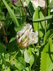 Trifolium clypeatum