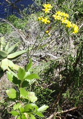 Senecio angulatus