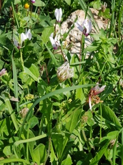 Trifolium clypeatum