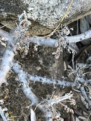 Pelargonium alternans