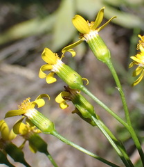 Senecio angulatus