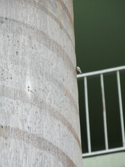 Drymaeus multilineatus