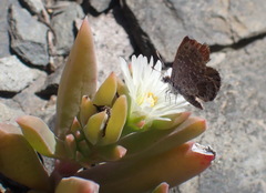 Delosperma litorale