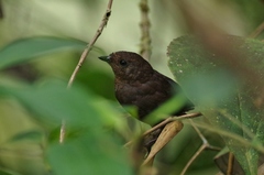 Scytalopus