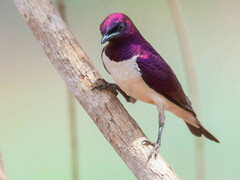 Cinnyricinclus leucogaster