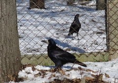 Corvus frugilegus