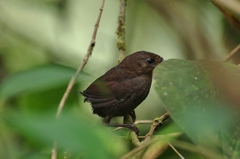 Scytalopus