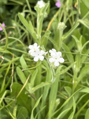 Plagiobothrys nothofulvus