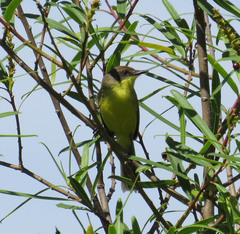 Pseudocolopteryx flaviventris