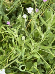 Plagiobothrys nothofulvus