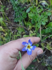 Convolvulus tricolor