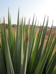 Furcraea parmentieri