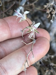 Pelargonium alternans