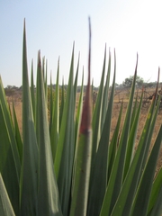 Furcraea parmentieri