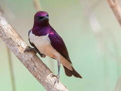 Cinnyricinclus leucogaster