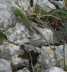 Podarcis siculus campestris