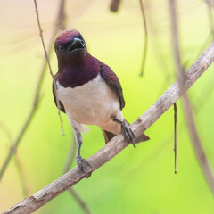 Cinnyricinclus leucogaster