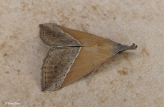 Hypena lividalis