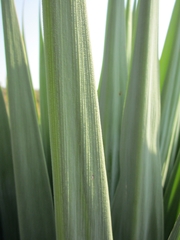 Furcraea parmentieri