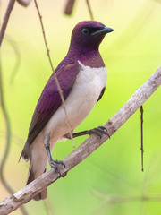 Cinnyricinclus leucogaster