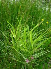 Phalaris arundinacea picta
