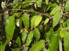 Croton dichogamus