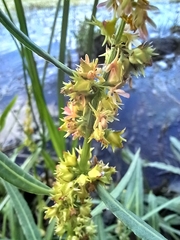 Rumex bidens