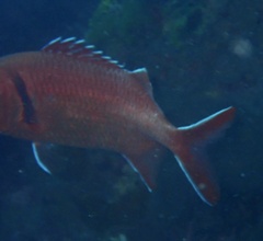 Myripristis jacobus