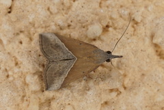 Hypena lividalis