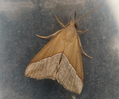 Hypena lividalis