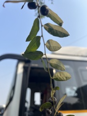 Angiospermae