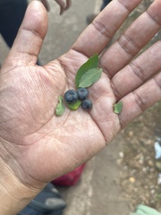 Angiospermae