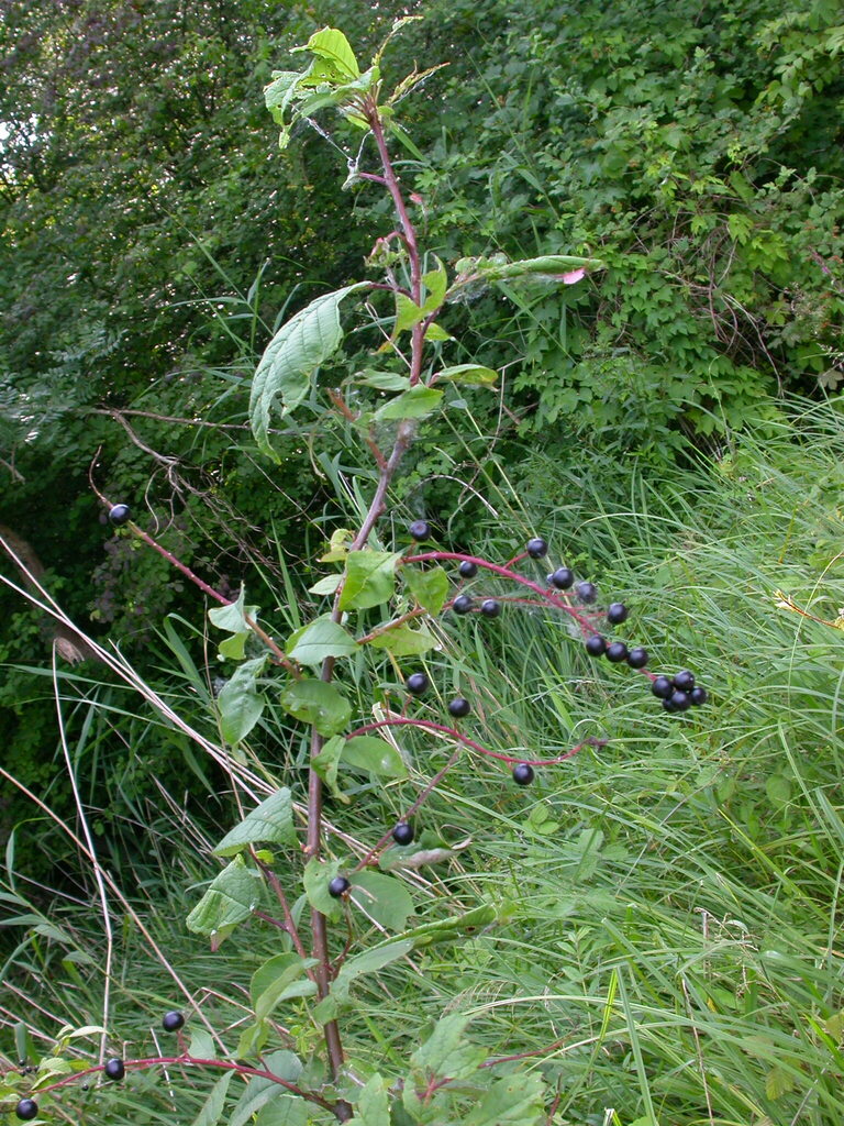 Prunus petraea