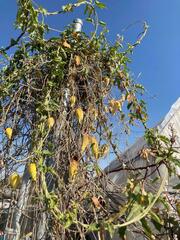 Gonolobus grandiflorus