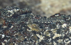 Bathygobius lineatus