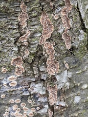 Cylindrobasidium evolvens