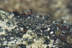 Bathygobius lineatus