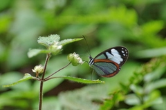 Oleria amalda faunula
