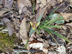 Erythronium umbilicatum