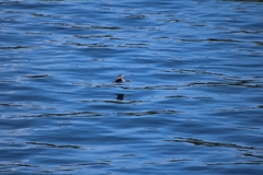 Phalacrocorax punctatus