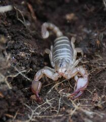 Euscorpius garganicus